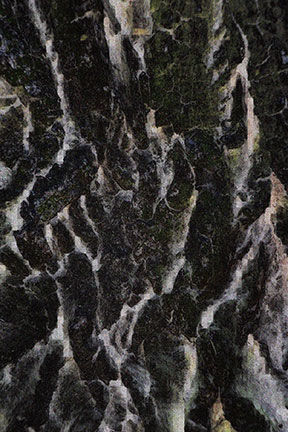 Blutbuche, St. Georgen, Frankfurt am Main Sachsenhausen