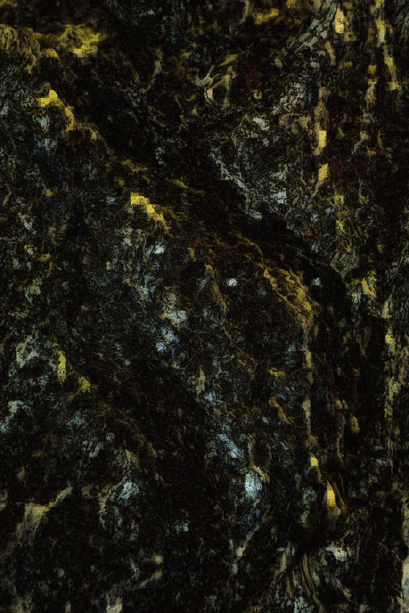 Gingko, auch Goethe-Ginko genannt, Petrihaus, Frankfurt am Main Rödelheim