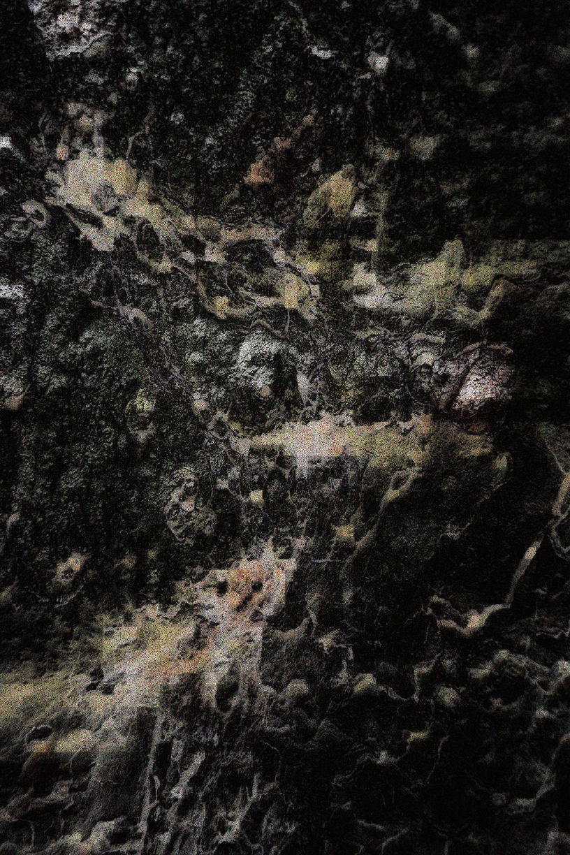 Platane am Nebbienschen Gartenhaus, Frankfurt am Main Innenstadt