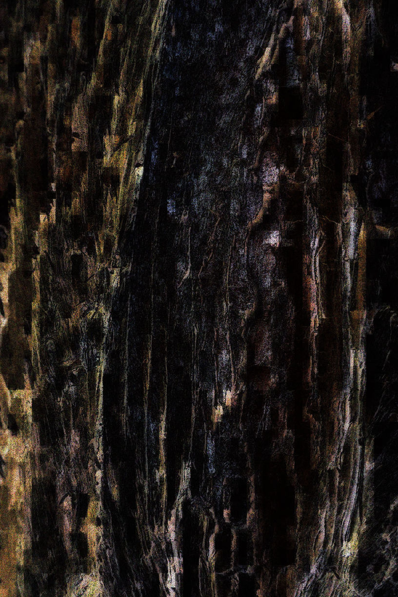 Blutbuche, St. Georgen, Frankfurt am Main Sachsenhausen